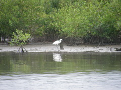Egretta thula