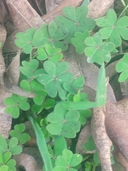 Oxalis pes-caprae
