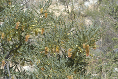 Alvaradoa amorphoides