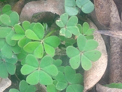 Oxalis pes-caprae