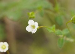 Mitrasacme polymorpha