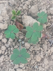Oxalis pes-caprae