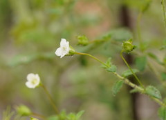 Mitrasacme polymorpha