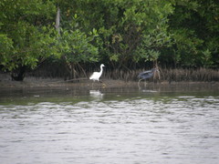 Egretta thula