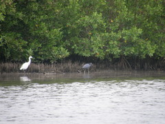Egretta thula