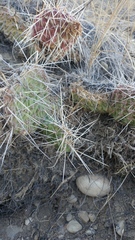 Opuntia polyacantha polyacantha