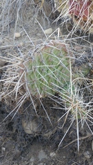 Opuntia polyacantha polyacantha