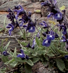 Salvia cuspidata