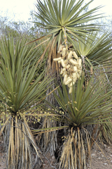 Yucca madrensis