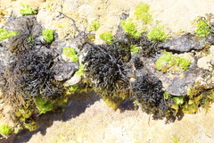 Psilophycus alveatus