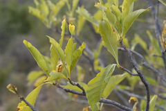 Randia obcordata