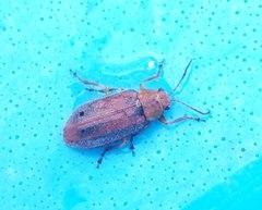 Erynephala maritima