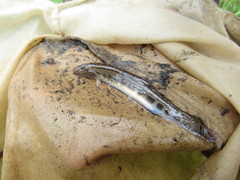 Cobitis taenia