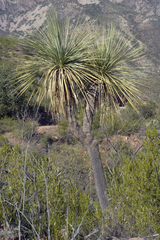 Nolina matapensis