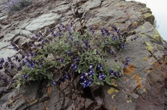 Salvia cuspidata