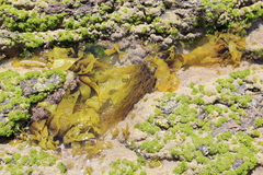 Glaphyrosiphon lindauri