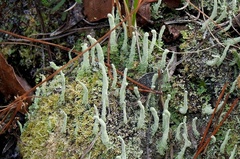 Cladonia subradiata