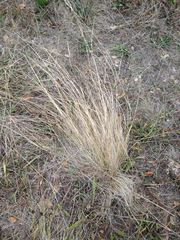 Piptochaetium fuscum