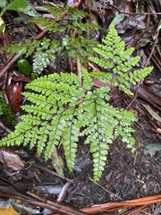 Adiantum cunninghamii