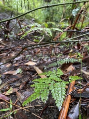 Adiantum cunninghamii