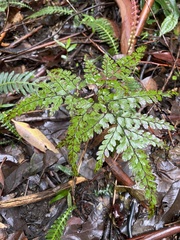 Adiantum cunninghamii
