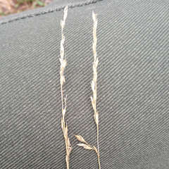 Piptochaetium fuscum