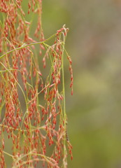 Calomeria amaranthoides