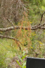 Calomeria amaranthoides