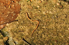 Luteostriata