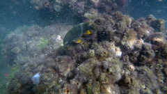 Plectroglyphidodon gascoynei