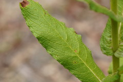 Calomeria amaranthoides