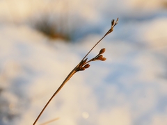 Juncus squarrosus