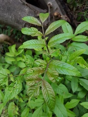 Rhus javanica