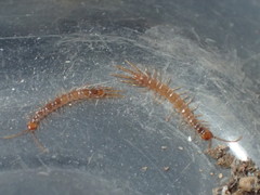 Lithobius lapidicola