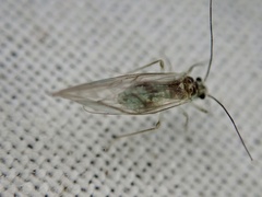 Stenopsocus