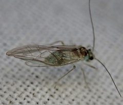 Stenopsocus