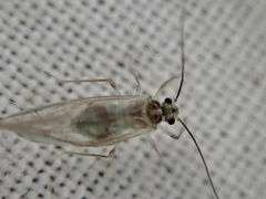 Stenopsocus