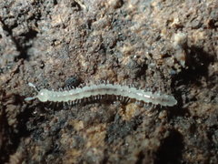 Macrosternodesmidae