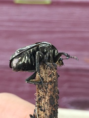 Protaetia fusca
