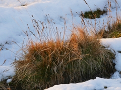 Juncus squarrosus