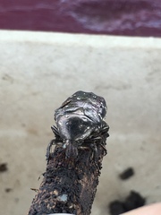 Protaetia fusca