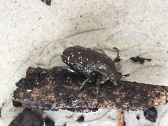 Protaetia fusca