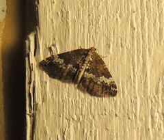 Perizoma alchemillata