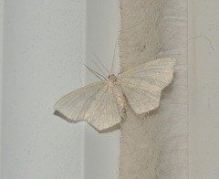 Scopula junctaria