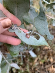 Paropsisterna m-fuscum