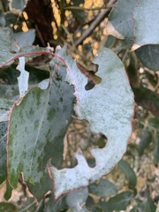 Paropsisterna m-fuscum