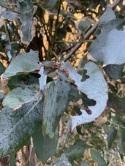 Paropsisterna m-fuscum