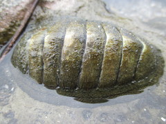 Chiton stokesii