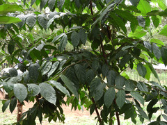 Vangueria
