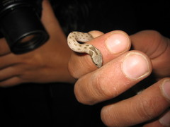 Hypsiglena chlorophaea